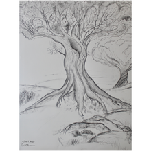 Load image into Gallery viewer, Twisted Tree Drawing Professional Prints
